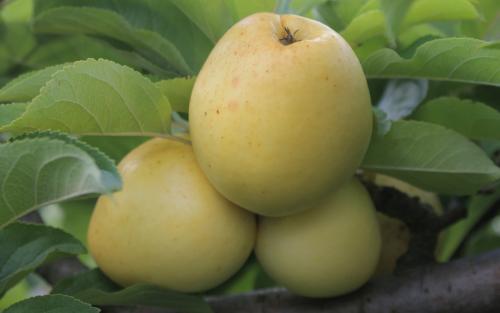 Nehou cider apple tree