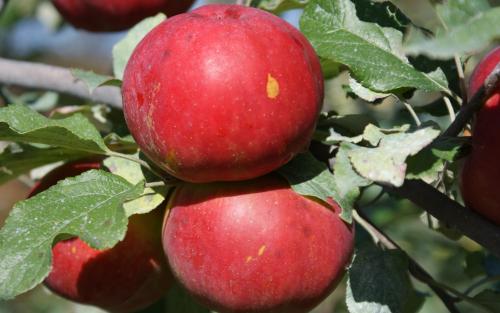 Novaspy apple tree
