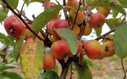 Puget Spice crab apple tree