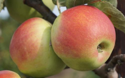 Regent apple tree