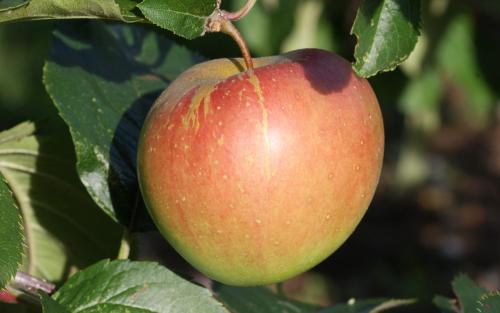 Spigold apple tree
