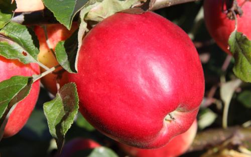 State Fair apple tree