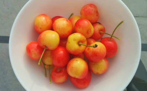 Stardust cherry tree