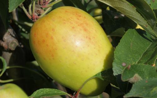Kandil Sinap apple tree
