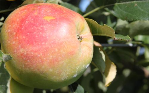 Anna apple tree