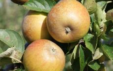 Fruit tree comparison - Ashmead's Kernel