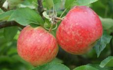 Fruit tree comparison - Elstar