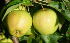 Golden Delicious apple tree