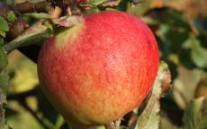 Fruit tree comparison - Kidd's Orange Red