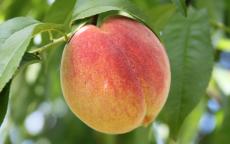 Redhaven peach trees