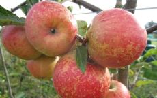 Rubinette apple tree