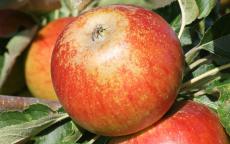 Fruit tree comparison - Suntan