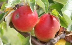 Akane apple tree
