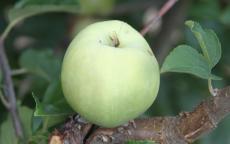 Amere de Berthencourt cider apple tree