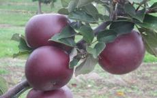 Arkansas Black apple tree