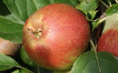 Belle de Boskoop apple tree