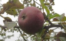 Black Oxford apple tree