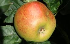 Fruit tree comparison - Blenheim Orange