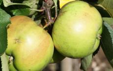 Bramley's Seedling apple tree
