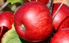 Fruit tree comparison - Brown's Apple
