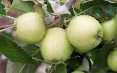 Bulmers Norman cider apple tree