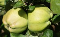 Calville Blanc apple tree