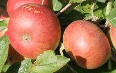 Chisel Jersey cider apple tree