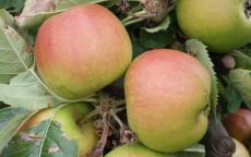 Claygate Pearmain apple tree