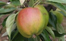 Fruit tree comparison - Cornish Gilliflower