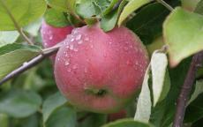 Cortland apple tree
