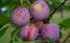 Count Althan's Gage plum tree