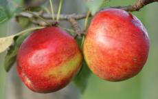 Fruit tree comparison - CrimsonCrisp