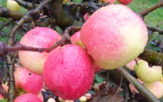 Fruit tree comparison - Cripps Pink