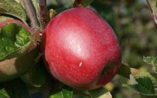 Northern Spy apple tree