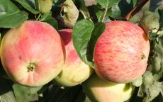 Duchess of Oldenburg apple tree