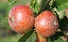Fenouillet Gris apple tree