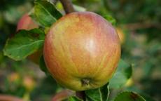 Isaac Newton's Tree apple tree