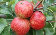 Herefordshire Redstreak cider apple tree