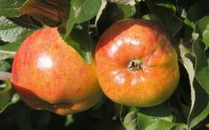 Freiherr von Berlepsch apple tree