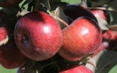 Frostbite apple tree