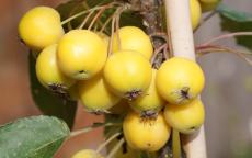 Fruit tree comparison - Golden Hornet