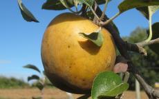 Fruit tree comparison - Golden Russet