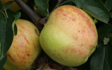 Fruit tree comparison - Gravenstein