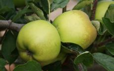 Fruit tree comparison - Grimes Golden