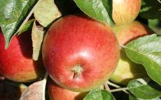 Haralson apple tree