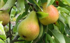Harrow Sweet pear tree