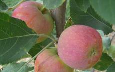 Fruit tree comparison - Hewe's Virginia