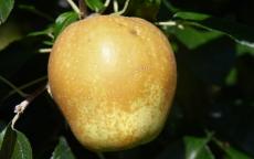 Fruit tree comparison - Hudson's Golden Gem
