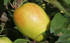 Kandil Sinap apple tree