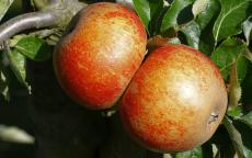 Karmijn de Sonnaville apple tree